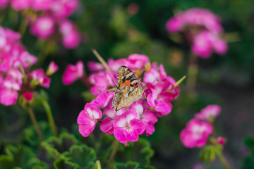 Orange butterfly sits on a pink flower