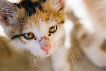 Motley kitten. Little homeless fluffy kitten on a background of green leaves