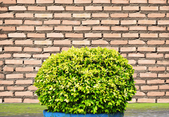 green ivy on a brick wall