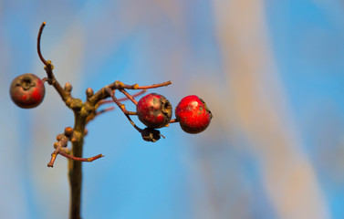 winter fruit