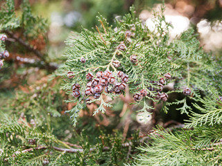 Chamaecyparis lawsoniana - Faux cyprès de Lawson ou cyprès de Lawson, arbre d'ornement au...