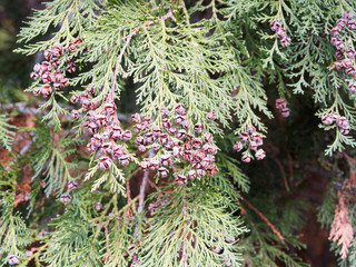 Chamaecyparis lawsoniana - Faux cyprès de Lawson ou cyprès de Lawson, arbre d'ornement au...