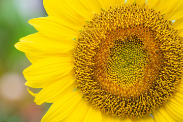 Close-up of sunflower are blooming in the garden