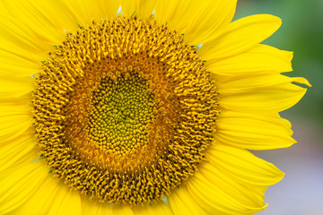 Close-up of sunflower are blooming in the garden
