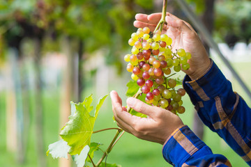 Close up of worker hands cutting grapes from vines during wine harvest in Vineyard. Young caucasian farmer at work outdoor. Space for text