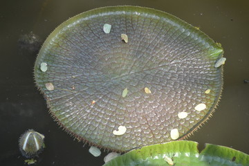 Victorian lotus leaf