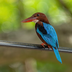 The white-throated kingfisher (Halcyon smyrnensis) also known as the white-breasted kingfisher is a tree kingfisher, widely distributed in Asia.