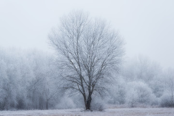 Obraz na płótnie Canvas Frosted nature a winters day