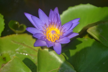 Purple Water Lily