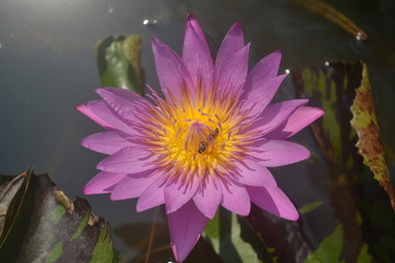 Purple lotus blossom