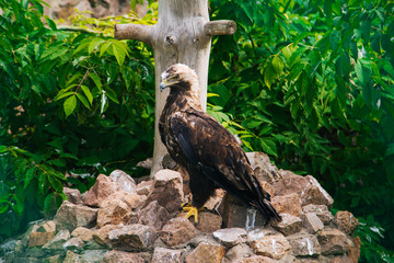 Golden eagle. A brown bird of prey sits on stones