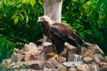 Golden eagle. A brown bird of prey sits on stones