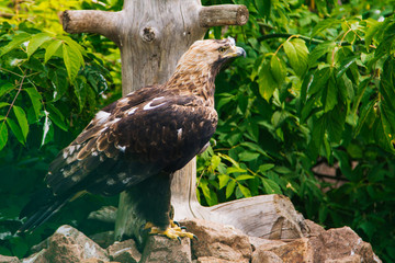 Golden eagle. A brown bird of prey sits on stones