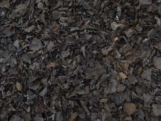Dry leaves background.