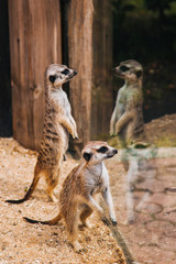 Fototapeta premium Brown meerkat in a sandy area near a stone cave. Mongoose Mammals