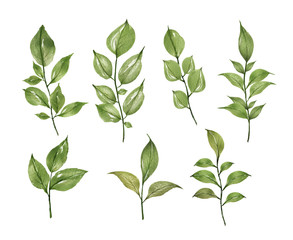 Hand Drawn watercolor illustration.Watercolor green branch.Isolated on a white background.