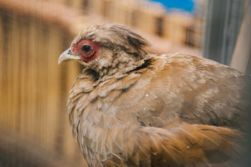 The female pheasant is brown. Poultry yard. Domestic bird