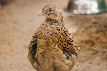 The female pheasant is brown. Poultry yard. Domestic bird