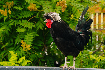 Black rooster with a magnificent hairstyle on his head against a background of green foliage