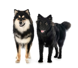 Finnish Lapphunds in studio