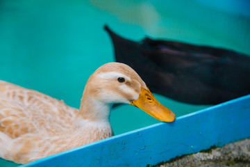 domestic duck swims in the pool. Domestic bird