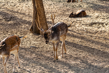 Live mammals are fallow deer, brown with white and beige spots on the coat. Varieties in different seasons are with horns and without. Live wildlife.