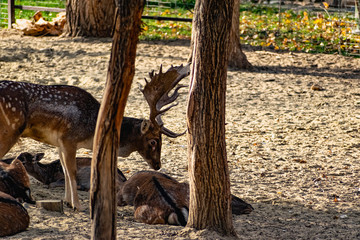 Live mammals are fallow deer, brown with white and beige spots on the coat. Varieties in different seasons are with horns and without. Live wildlife.