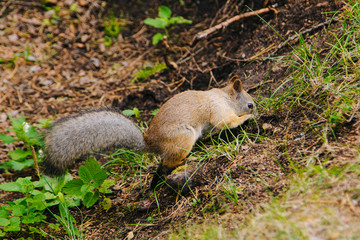 Naklejka na ściany i meble Squirrel digs a nut in the forest. He hides his food. Makes stocks