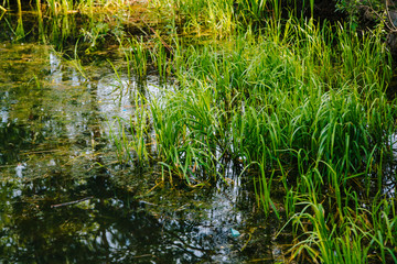 grass in the pond. Marshland