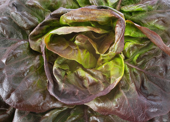 red lettuce in studio