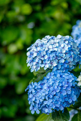 Nature Photography, beautiful plants and flower, photos taken in Auckland NZ