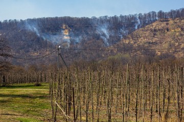 apple orchard on a background of a hill burning in a forest fire on a spring day