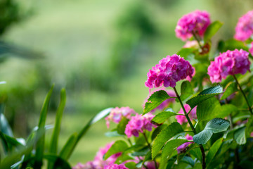 Nature Photography, beautiful plants and flower, photos taken in Auckland NZ
