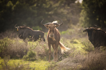 Close up image of a Golden Wildebeest in a nature reserve in South Africa