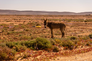 a donkey in the desert