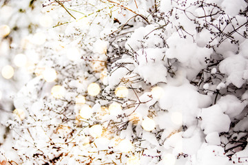 Snow-covered tree branches in a winter Park