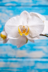 A branch of white orchids on a blue wooden background