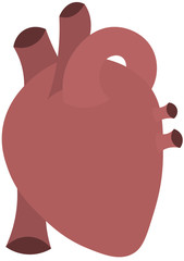 The organ of the human body. Heart. Love and medicine.