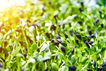 Sunflower sprouts. Lots of little green shoots.