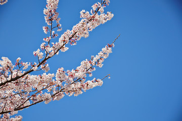 Sakura, cherry blossom flower tree 