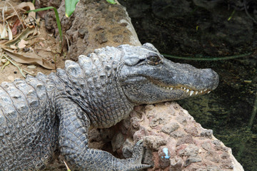 Mississippi-Alligator