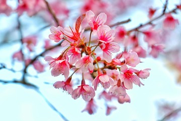 Wild Himalayan Cherry in Phu lom lo at Loei province, Thailand