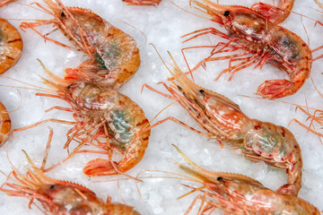 Boiled sea prawns lie on ice. Shrimps are beautifully laid