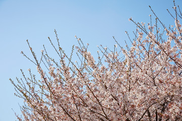 Sakura, cherry blossom flower tree 