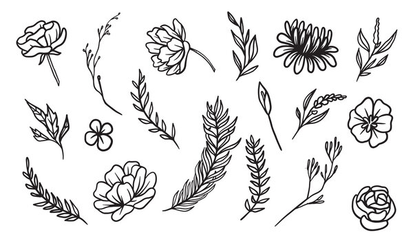 Naklejki set of hand drawn leaf vector illustration, flower lineart isolated graphic elements for your design, floral lineart for classic design