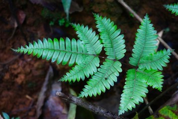 Wild fern in Khaoyai national park, Thailand