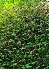 Wild fern in Namtokchattrakan national park, Thailand
