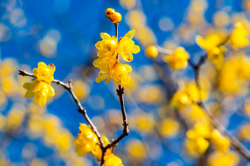農業公園のロウバイ