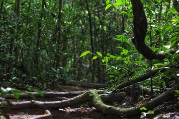 Obraz premium Climber in Khao Yai National Park, Thailand