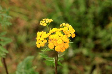 yellow flowers in garden